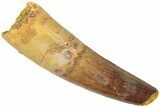 Fossil Spinosaurus Tooth - Real Dinosaur Tooth #311803-1